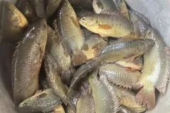 anh-ca-ro-dong-1