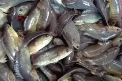 anh-ca-ro-dong-3