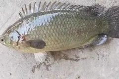 hinh-anh-ca-ro-dong-1