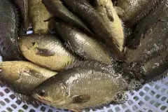 hinh-anh-ca-ro-dong-2