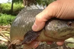 hinh-ca-ro-dong-5