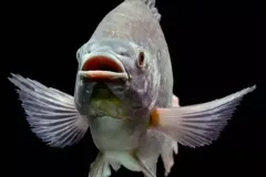 anh-ca-ro-phi-1