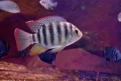 anh-ca-ro-phi-3