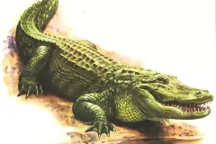 anh-ca-sau-con-2