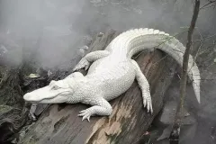 anh-ca-sau-ngau-2