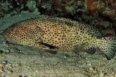 anh-ca-mu-1
