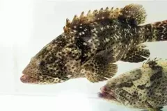 hinh-ca-mu-2