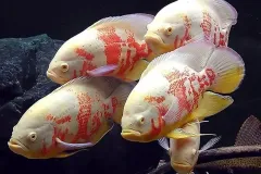 anh-ca-tai-tuong-2