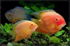 hinh-anh-ca-tai-tuong-3