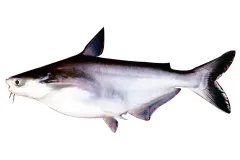 hinh-anh-ca-tra-1