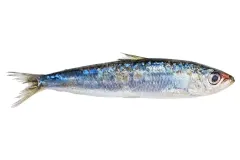 hinh-anh-ca-trich-tuoi-1