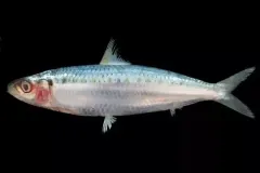 hinh-anh-con-ca-trich-1