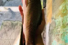 hinh-anh-ca-troi-trang-1