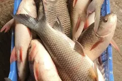 hinh-anh-ca-troi-trang-4