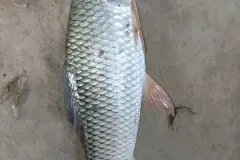 hinh-anh-ca-troi-trang-6