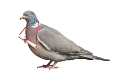 hinh-anh-chim-bo-cua-dua-thu-2