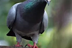 hinh-anh-bo-cau-7