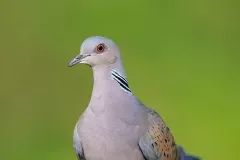 anh-con-chim-cu-1
