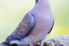 anh-cu-gay-2