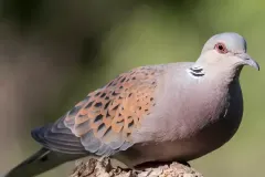anh-cu-gay-3