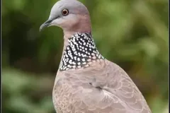 hinh-anh-con-chim-cu-2
