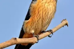 anh-chim-en-mua-xuan-5