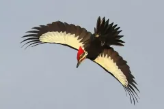 hinh-anh-chim-go-kien-2