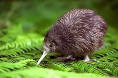 hinh-anh-chim-kiwi-1