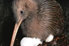 hinh-anh-chim-kiwi-12