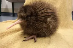 hinh-anh-chim-kiwi-13
