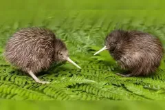 hinh-anh-chim-kiwi-14