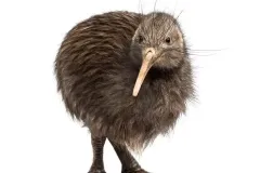 hinh-anh-chim-kiwi-15