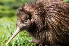 hinh-anh-chim-kiwi-16