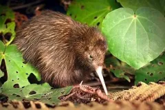 hinh-anh-chim-kiwi-17