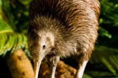 hinh-anh-chim-kiwi-18