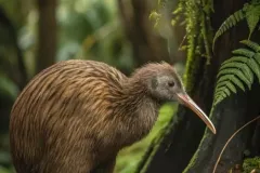 hinh-anh-chim-kiwi-21