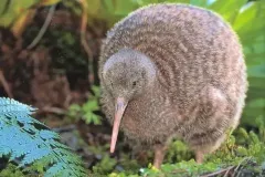 hinh-anh-chim-kiwi-3
