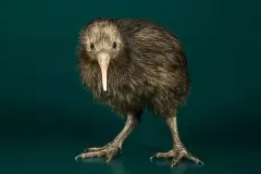 hinh-anh-chim-kiwi-4