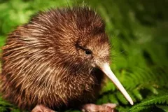 hinh-anh-chim-kiwi-6