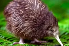 hinh-anh-chim-kiwi-7