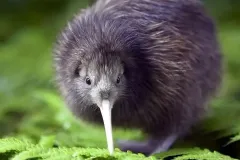 hinh-anh-chim-kiwi-8