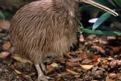 hinh-anh-chim-kiwi-9