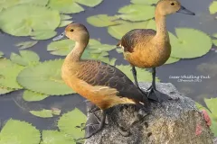 hinh-anh-chim-le-le-10