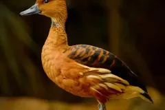 hinh-anh-chim-le-le-13