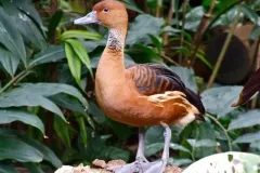 hinh-anh-chim-le-le-21