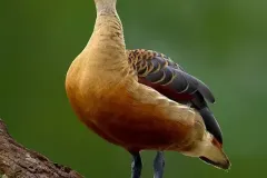 hinh-anh-chim-le-le-5