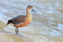 hinh-anh-chim-le-le-6