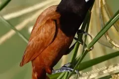 hinh-anh-chim-ri-3