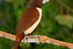 hinh-anh-chim-ri-4