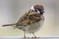 hinh-anh-con-chim-se-11